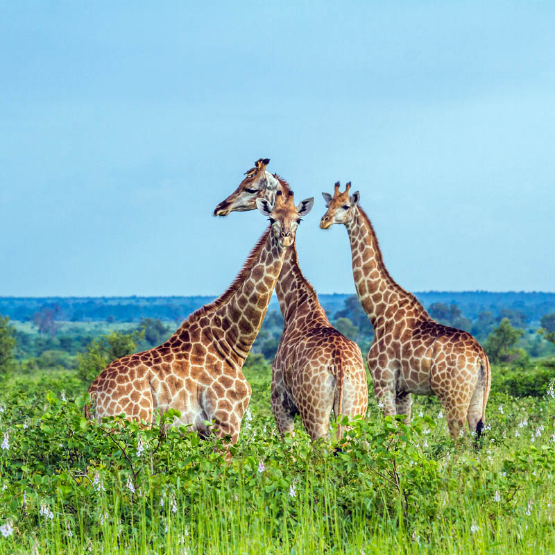 South Africa Golfing Adventure with Robert Stock