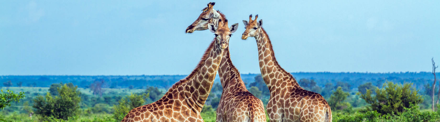 South Africa Golfing Adventure with Robert Stock