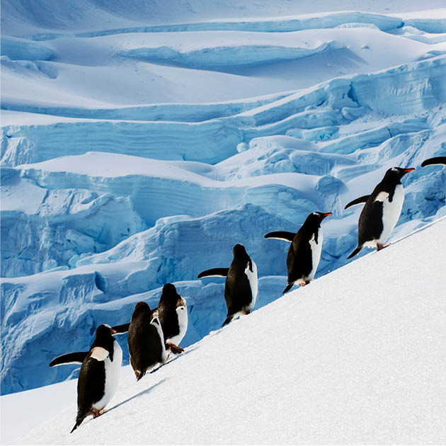 Antarctica