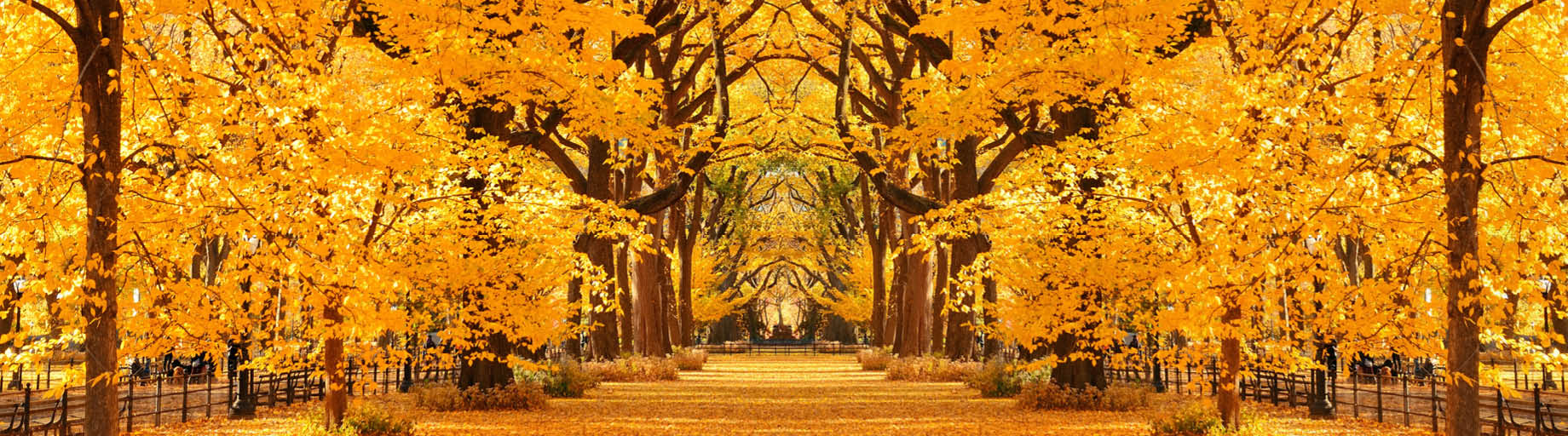 Fall Colours Cruise to USA and Canada