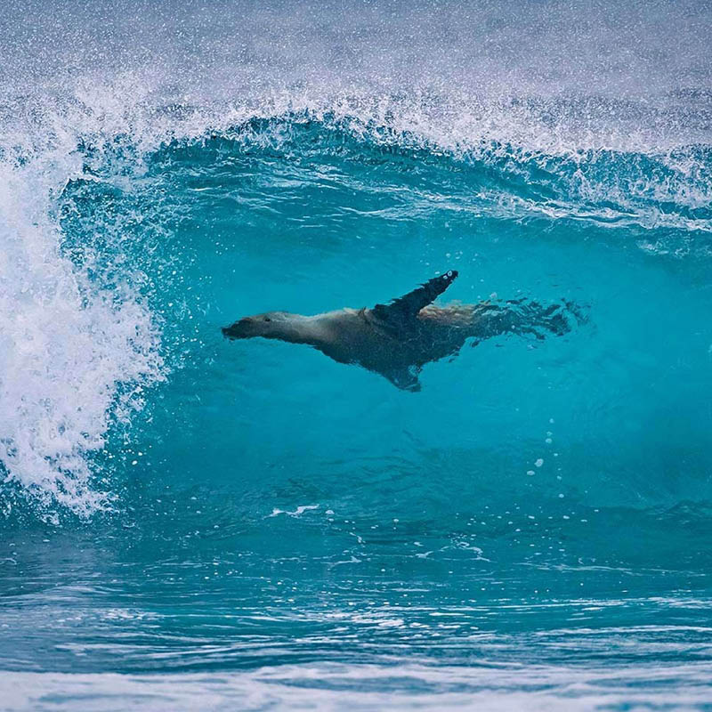 Galapagos Islands Cruise on National Geographic Endeavour II