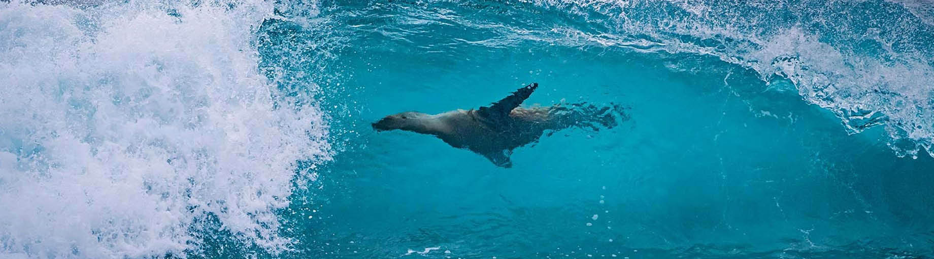 Galapagos Islands Cruise on National Geographic Endeavour II