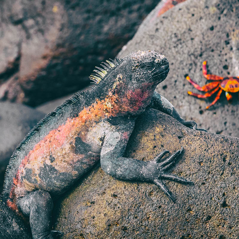 Galapagos Islands Cruise on National Geographic Endeavour II
