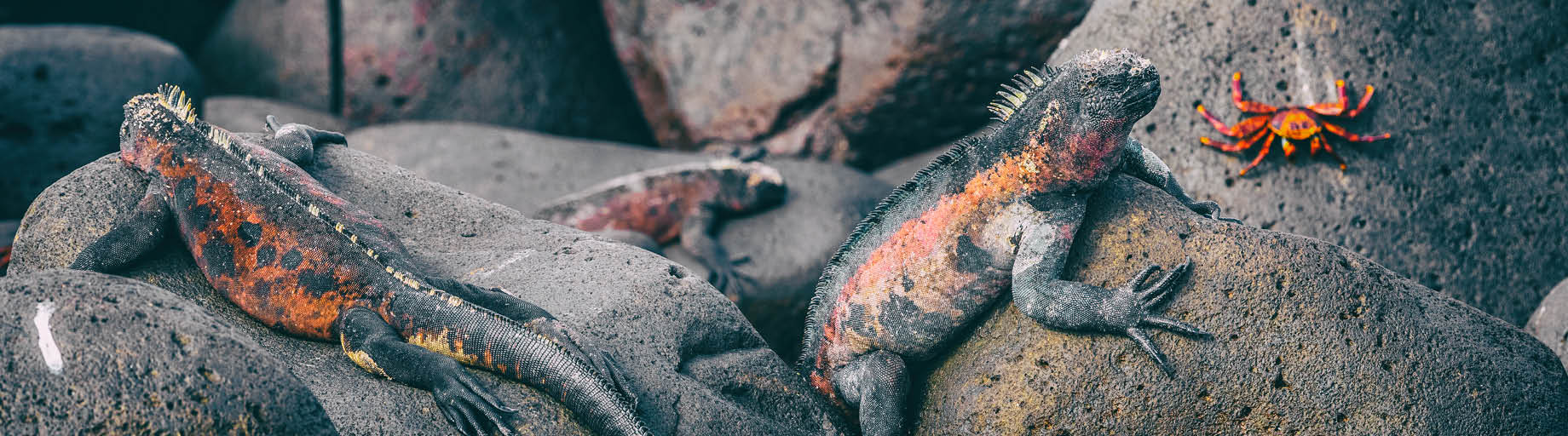 Galapagos Islands Cruise on National Geographic Endeavour II