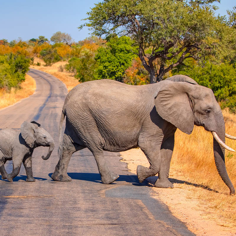 South Africa Golfing Adventure