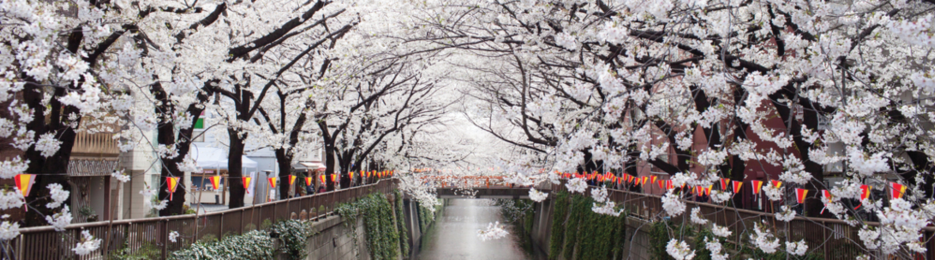 Cherry Blossom Cruise & Tour of Japan with Deryn Thorpe