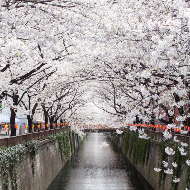 Cherry Blossom Cruise & Tour of Japan with Deryn Thorpe