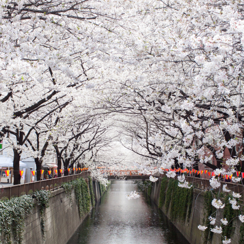 Cherry Blossom Cruise & Tour of Japan with Deryn Thorpe