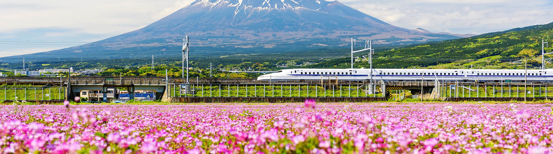 Railways, cherry blossoms and temples of Japan
