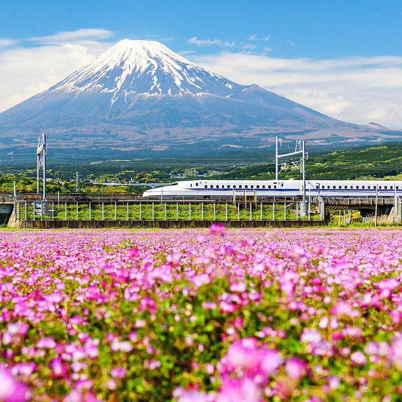 Railways, cherry blossoms and temples of Japan