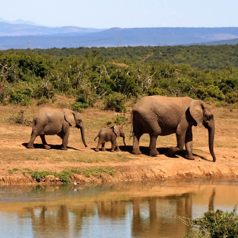 Namibia Rail Journey with Warren Brown AM