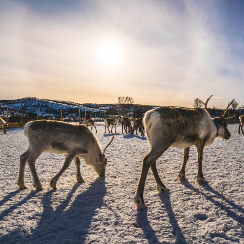 In Search of the Northern Lights Cruise