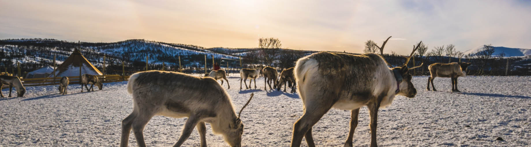 In Search of the Northern Lights Cruise