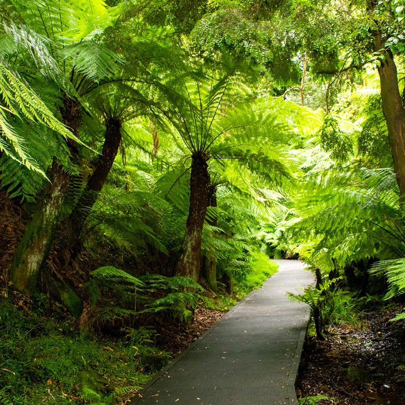 Spring Garden Exploration of the Blue Mountains, Central NSW and Canberra with Deryn Thorpe