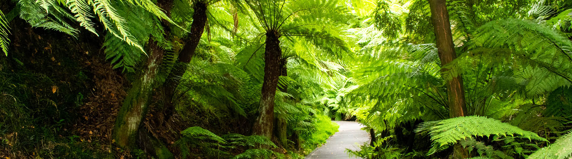 Spring Garden Exploration of the Blue Mountains, Central NSW and Canberra with Deryn Thorpe