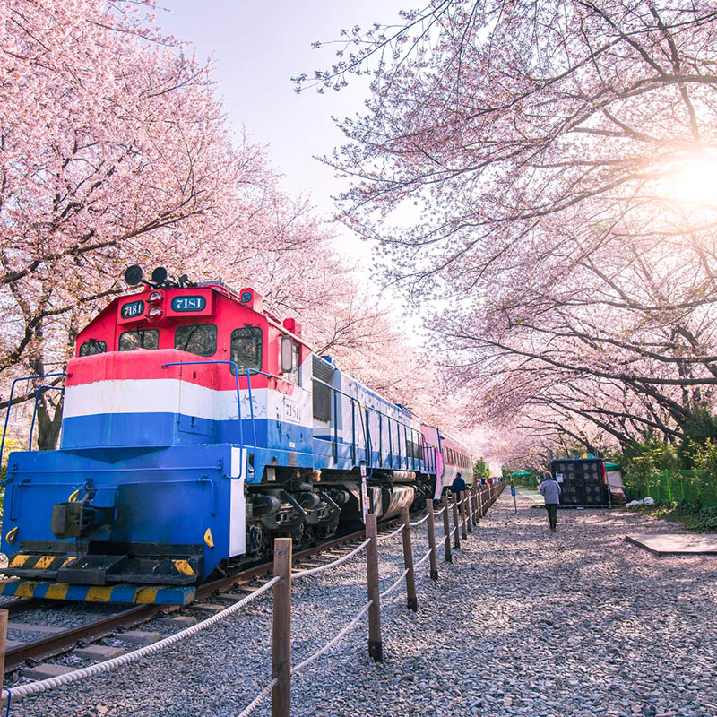 South Korea Rail, Cherry Blossom and Food Tour