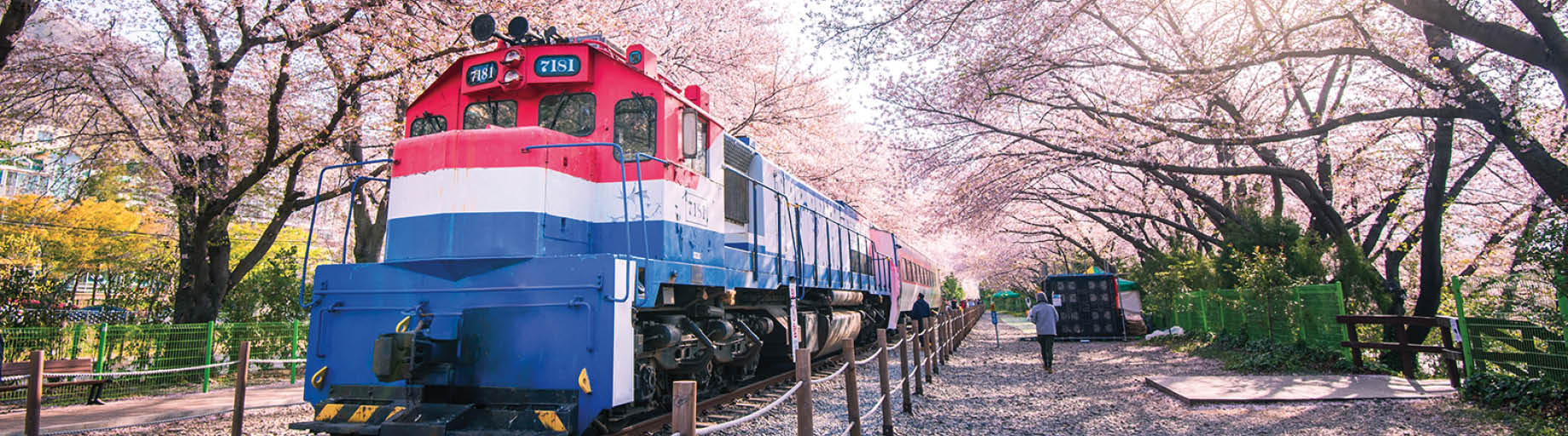 South Korea Rail, Cherry Blossom and Food Tour