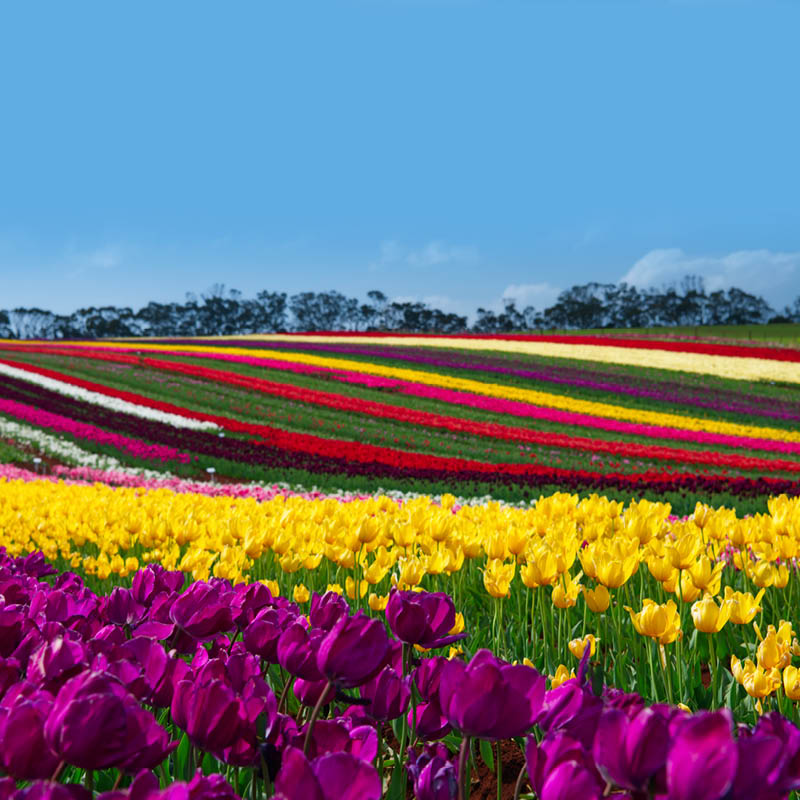 Spring Garden Tour of Tasmania with Phil Dudman