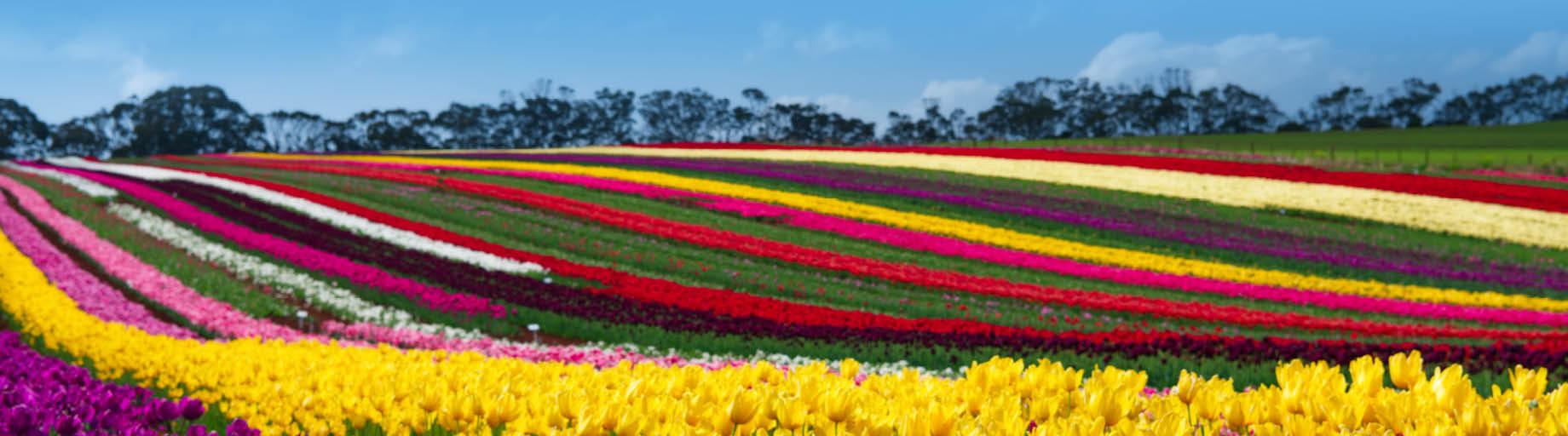 Spring Garden Tour of Tasmania with Phil Dudman