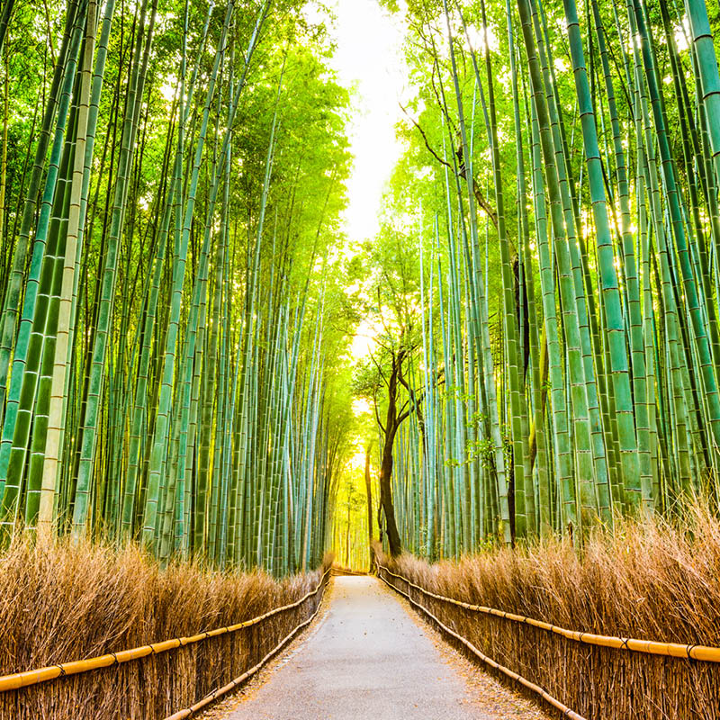 Whisky Tour of Japan with Bill Lark
