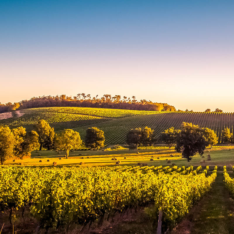 Wine Tour of France with Scott McWilliam