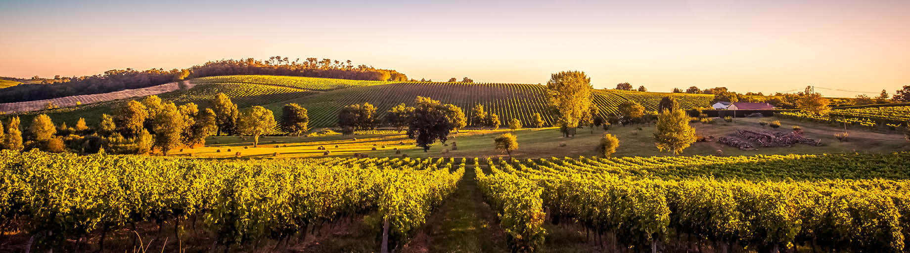 Wine Tour of France with Scott McWilliam