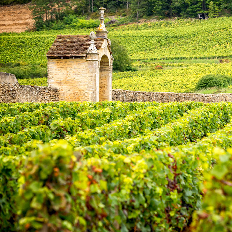 Wine Tour of France with Scott McWilliam
