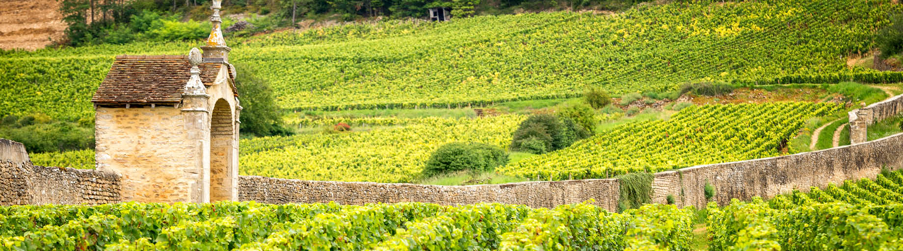 Wine Tour of France with Scott McWilliam